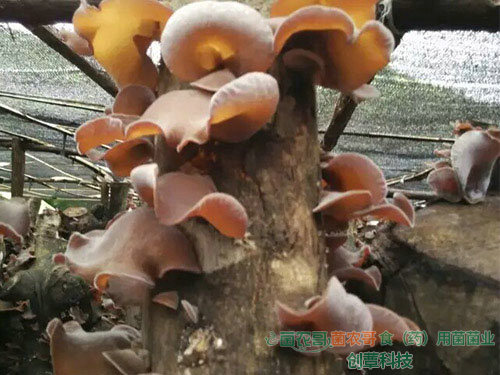 白背木耳椴木傳統栽培 白背木耳椴木傳統栽培